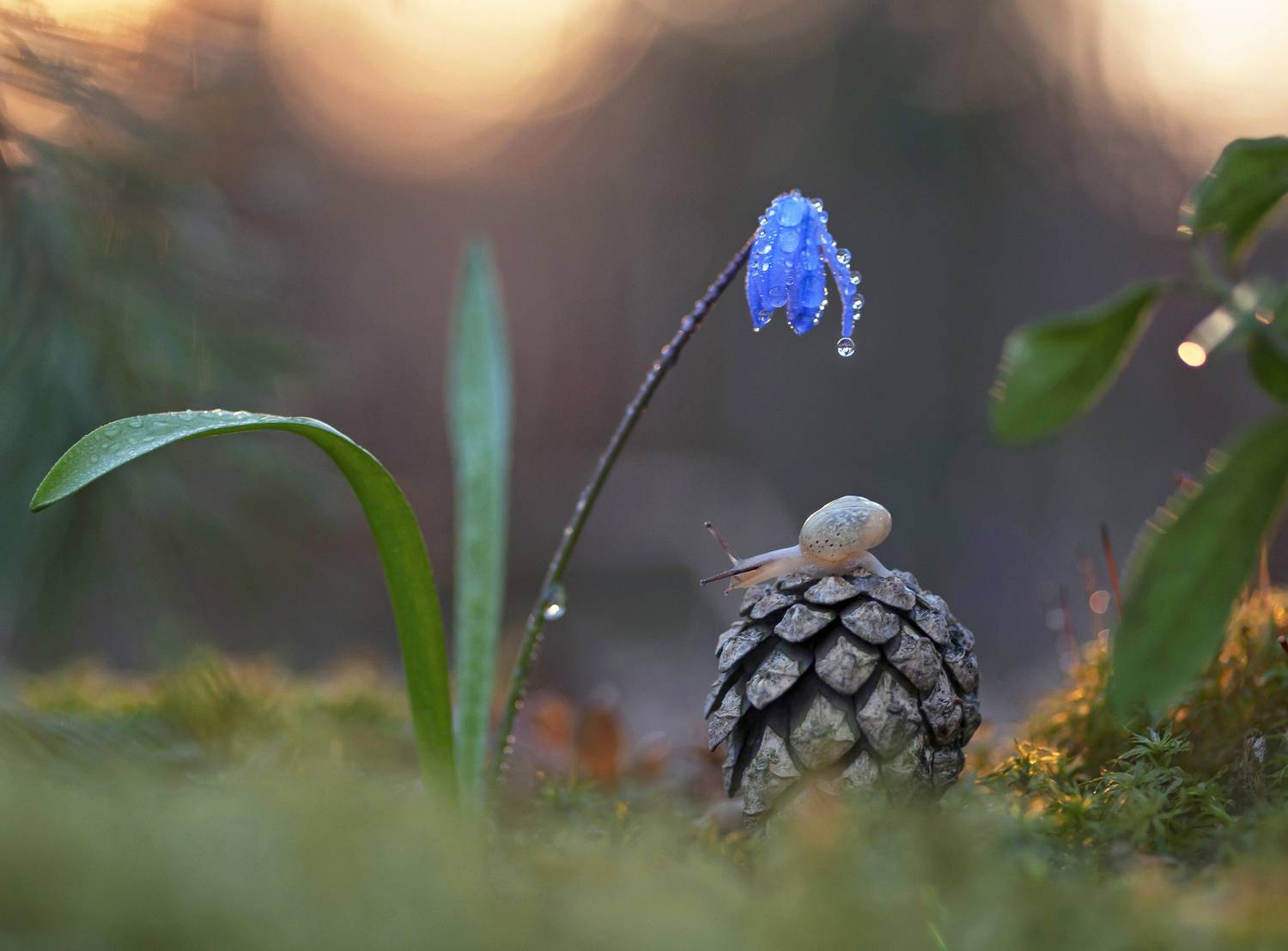 весна, улитка, пролеска, беларусь, Александр Гвоздь