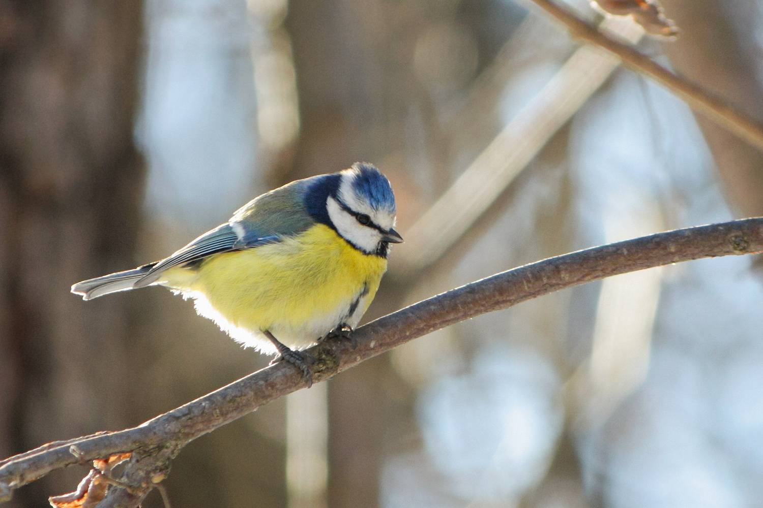 синица, обыкновенная лазоревка, зелёная лазоревка, просто лазоревка, синяя синица, cyanistes caeruleus, КарОл