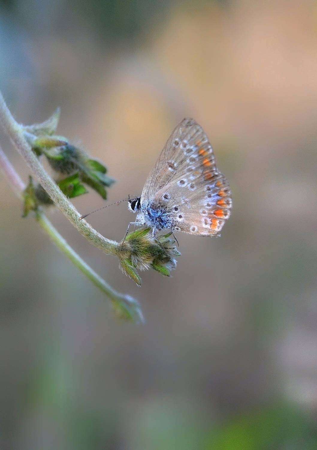 , Юлияна Стоянова