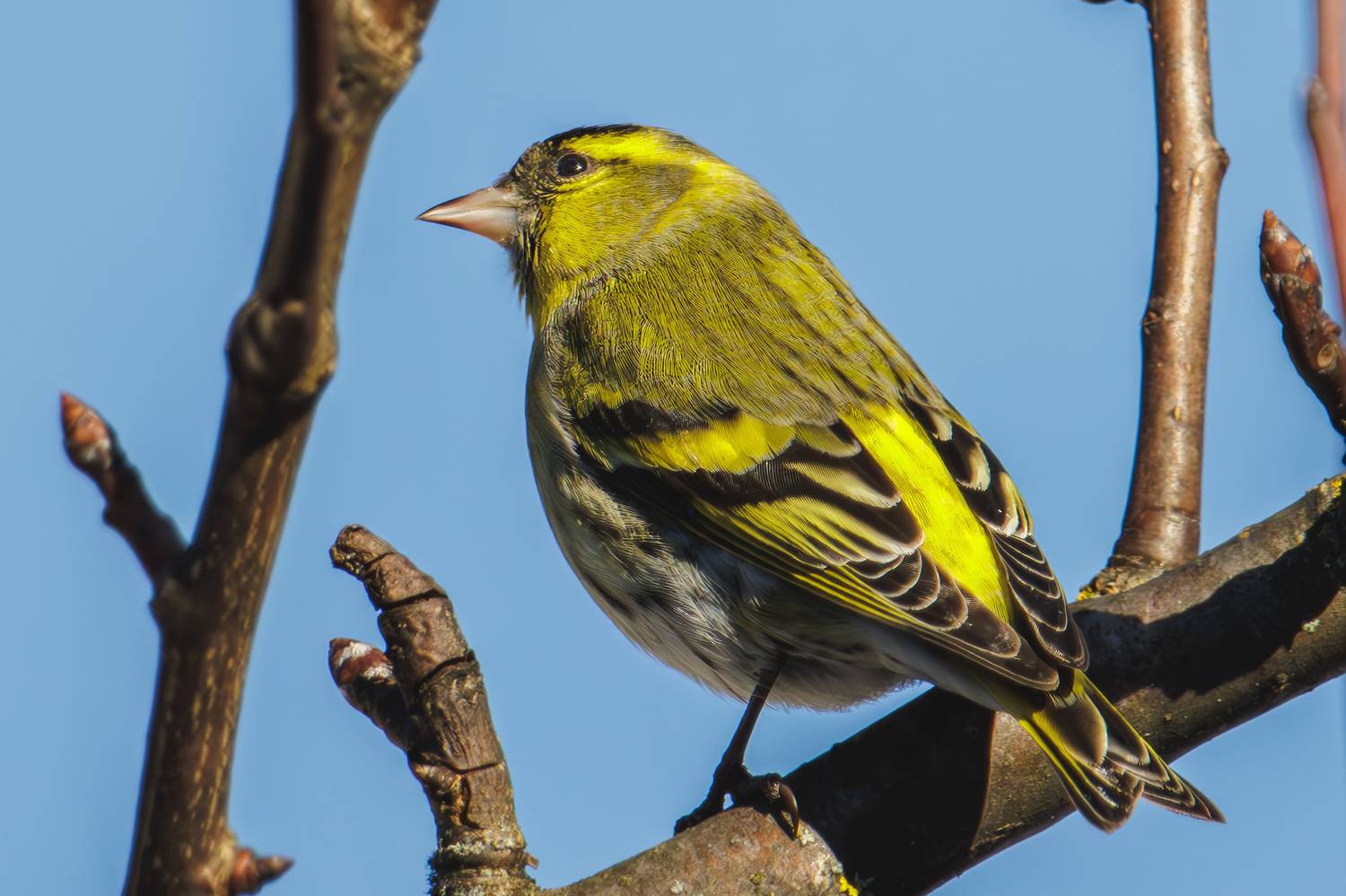 , Морозов Сергей