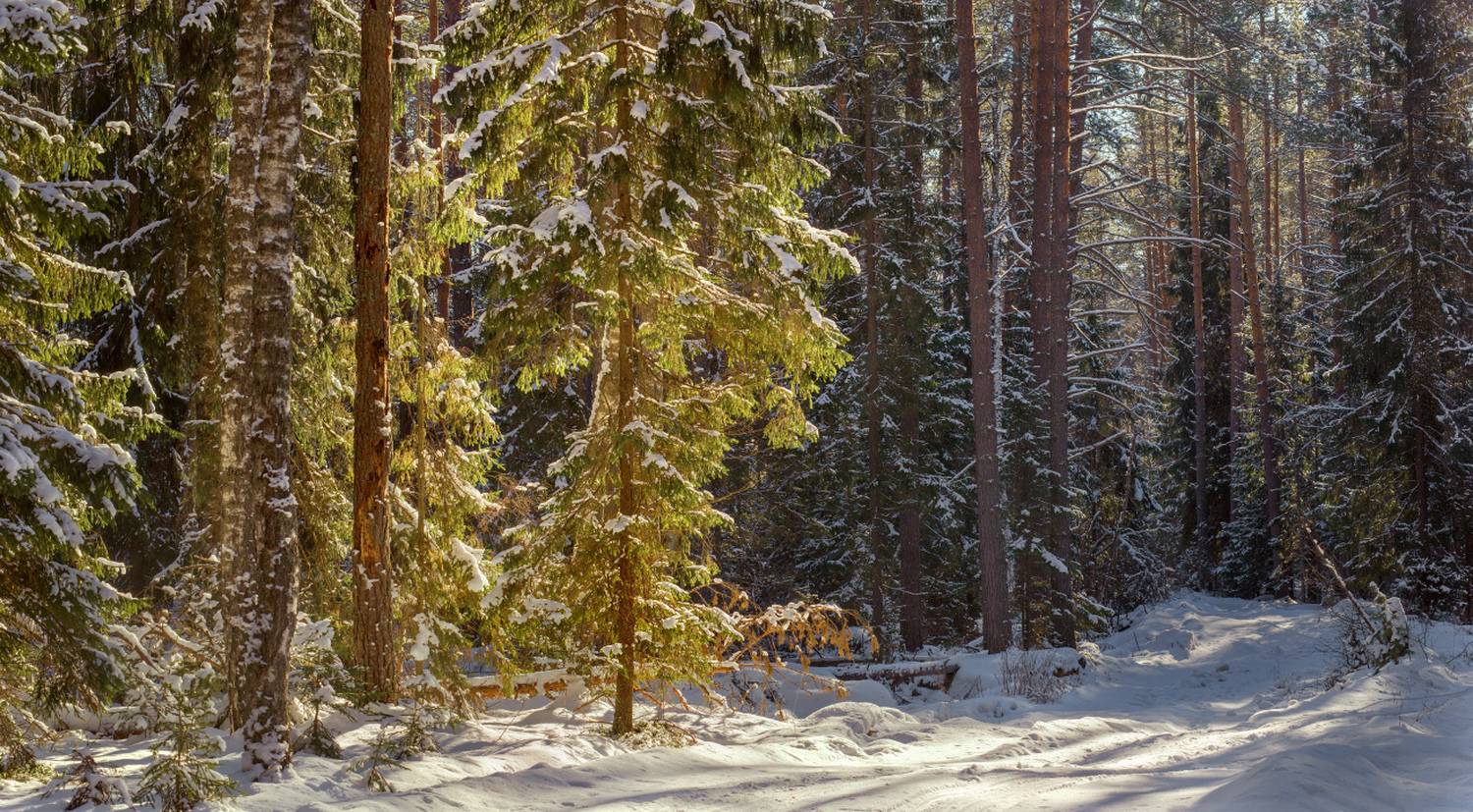лес зима дорога контражур вязниковский р-он, Алексеев Дмитрий