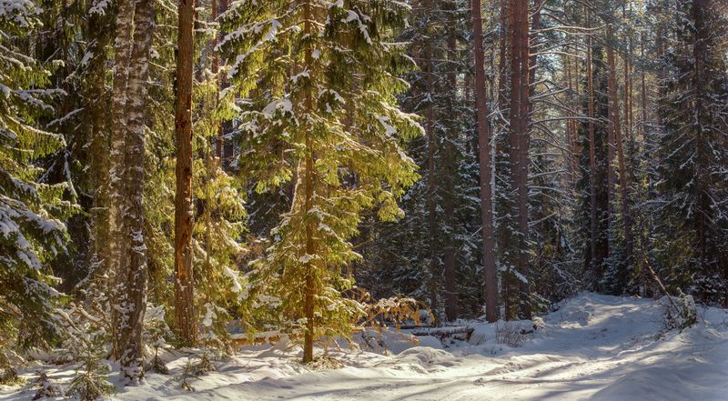 лес зима дорога контражур вязниковский р-он В лучах полуденного солнца фото превью