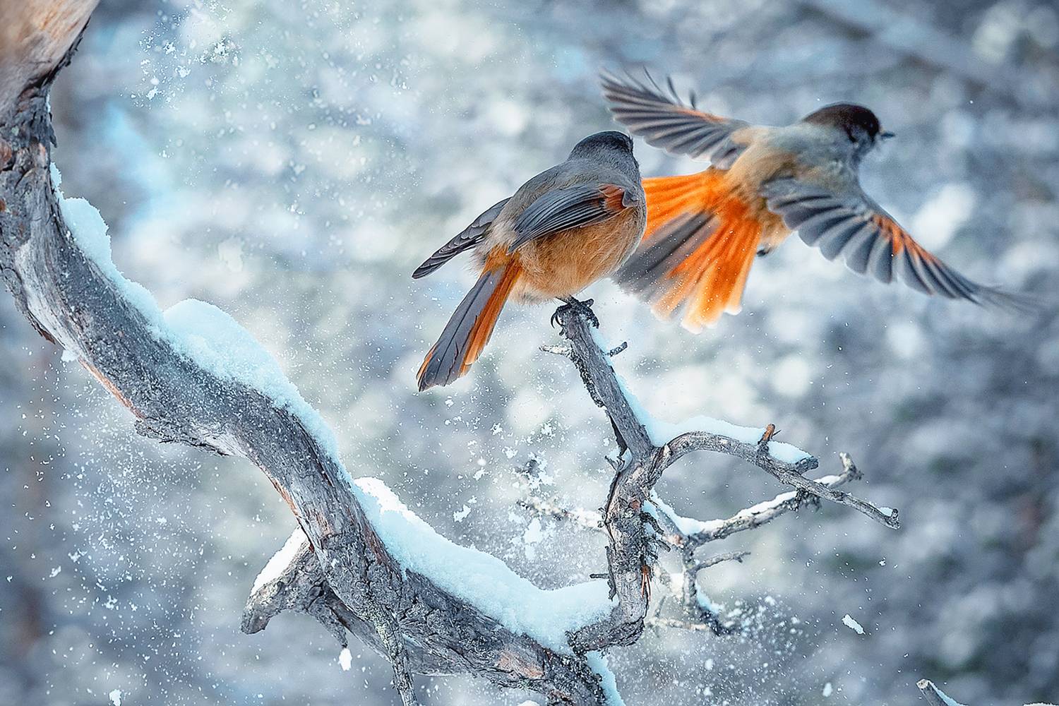 birds, Ермохина Наталья