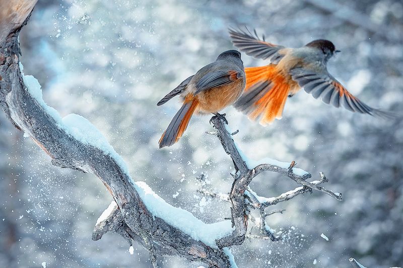 birds  фото превью