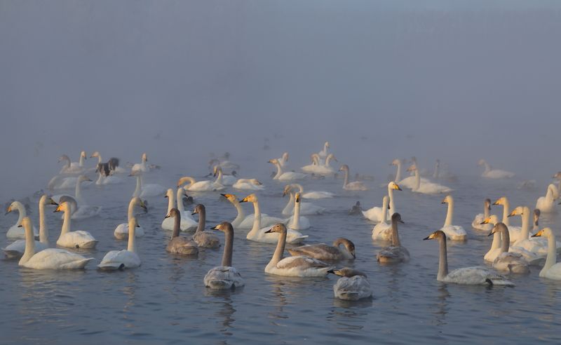 Алтайская зимовка фото превью