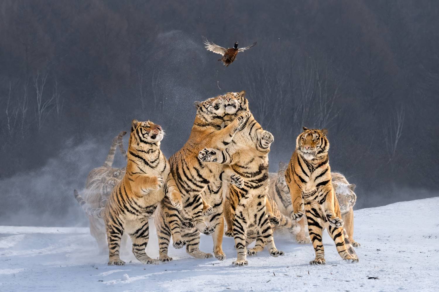 , Николай Мозгунов