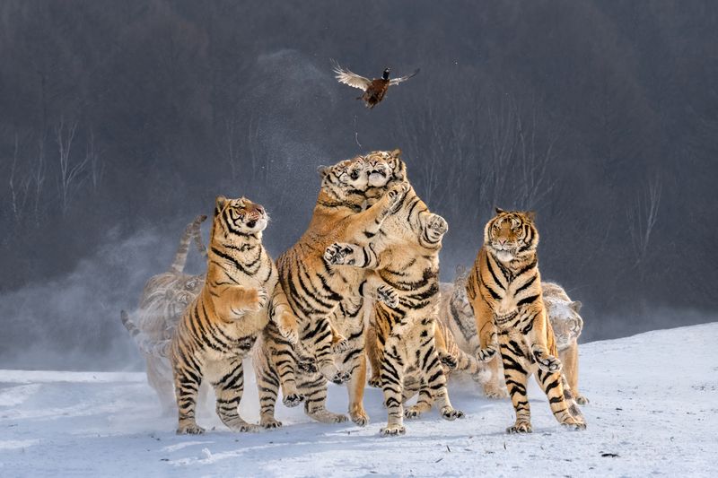 Досадный случай фото превью