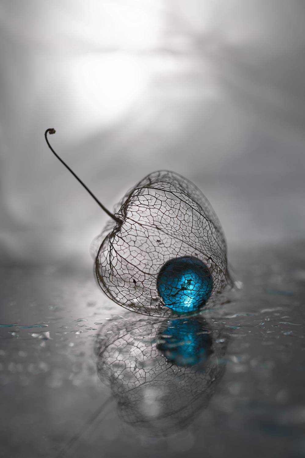 макро, macro, Обидина Мария