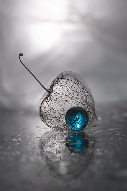 макро, macro  фото превью