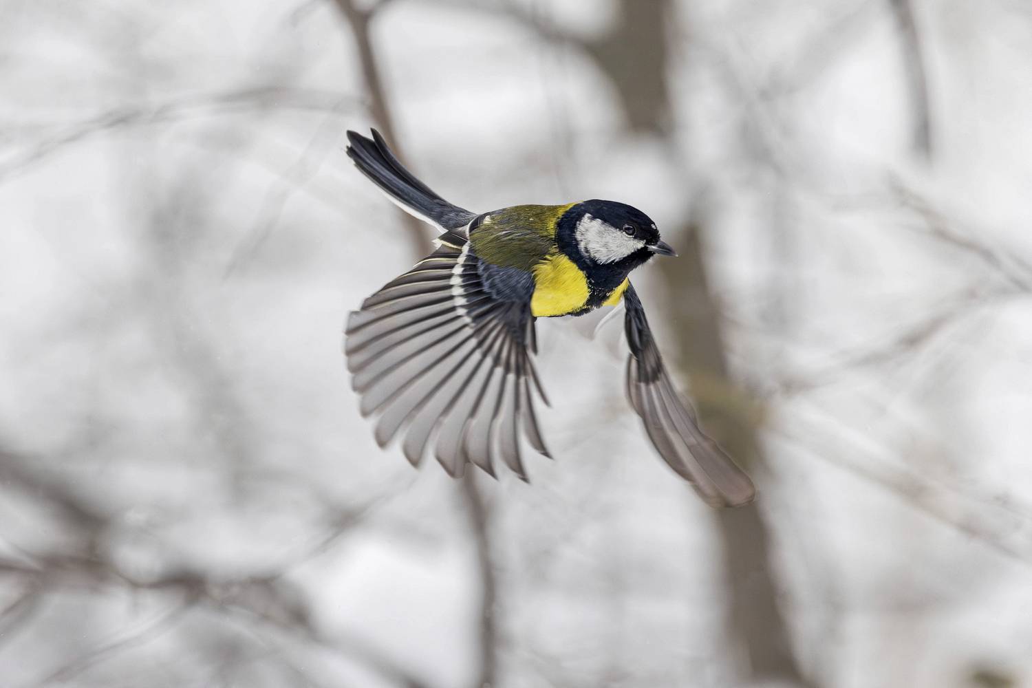 синица, птица, Михаил Конарев