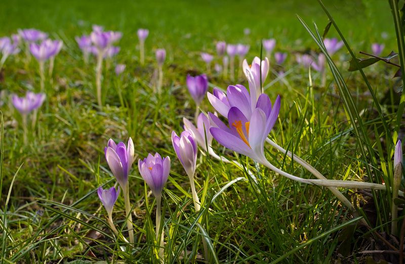 Весна наступает фото превью