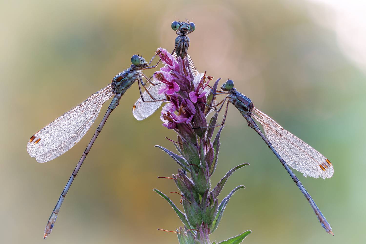 , Кузнецов Дмитрий