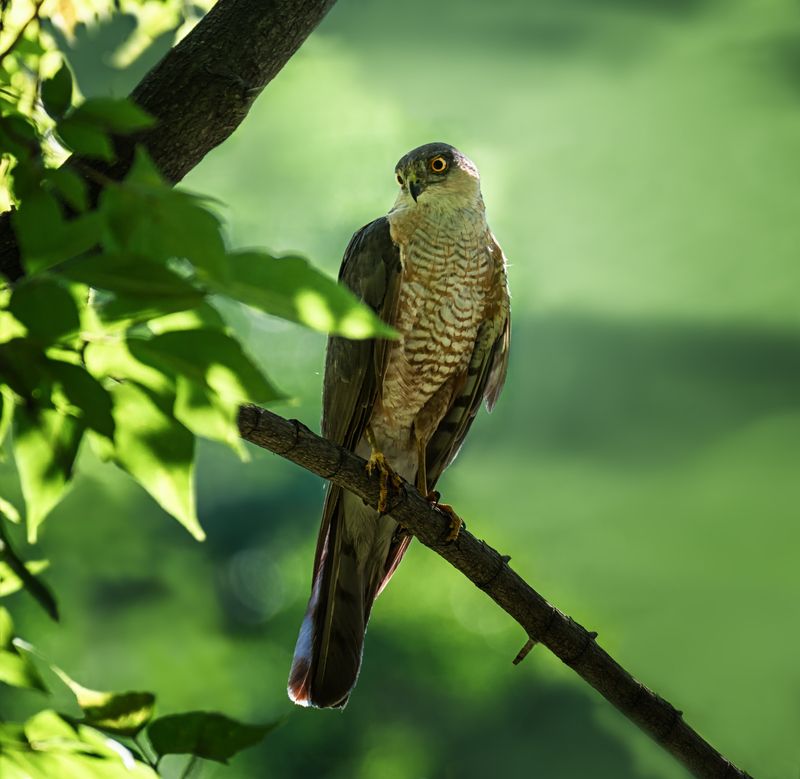 птица, ястреб перепелятник, Перепелятник. фото превью