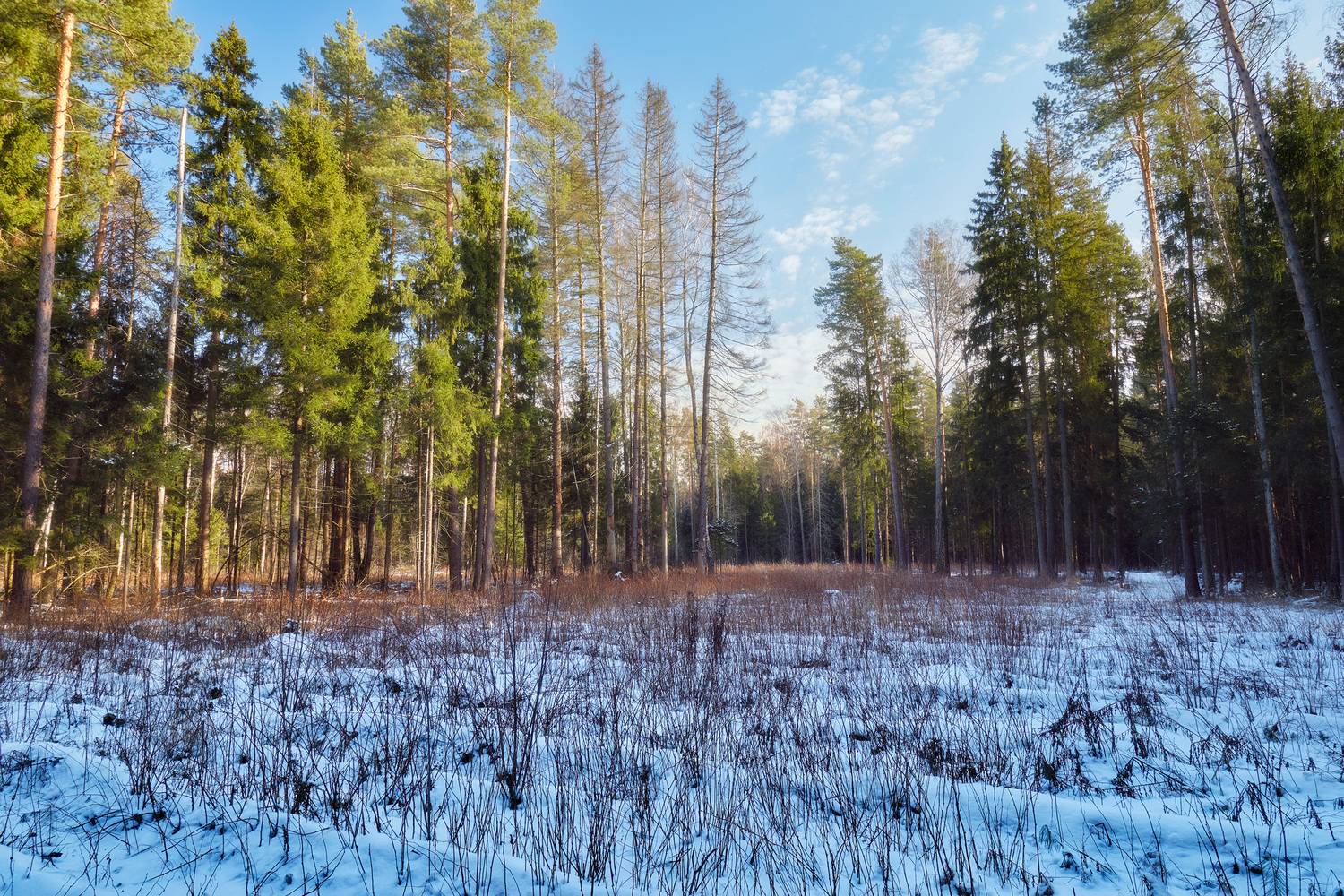лес, зима, снег, Валерий Вождаев