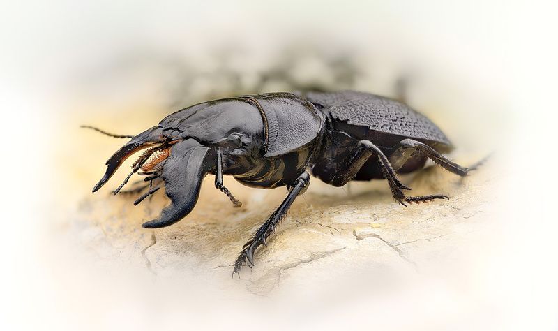 coleoptera, carabidae, crepidopterus decorsei, жужелица Воин фото превью