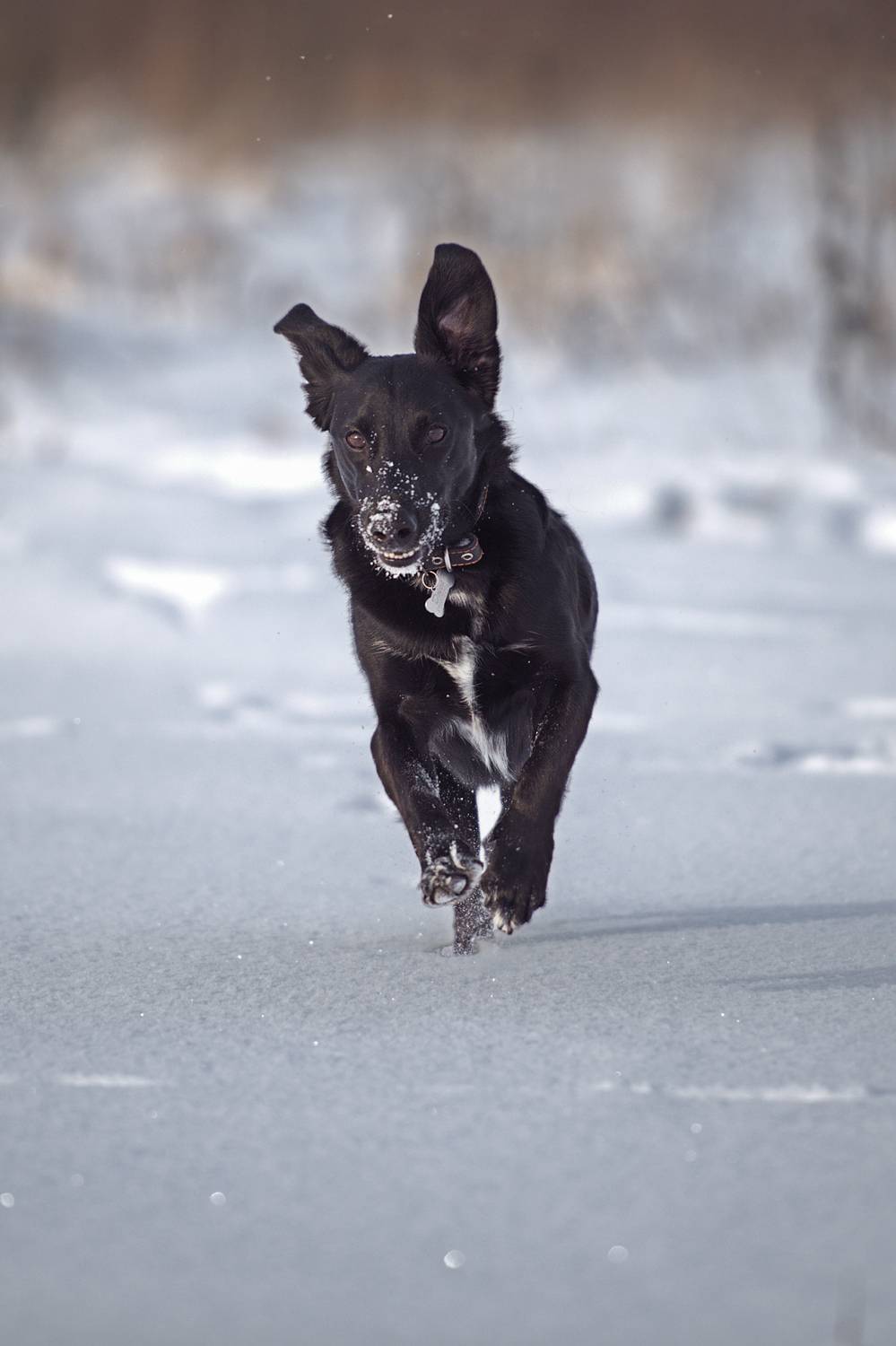 , Максим Вышарь