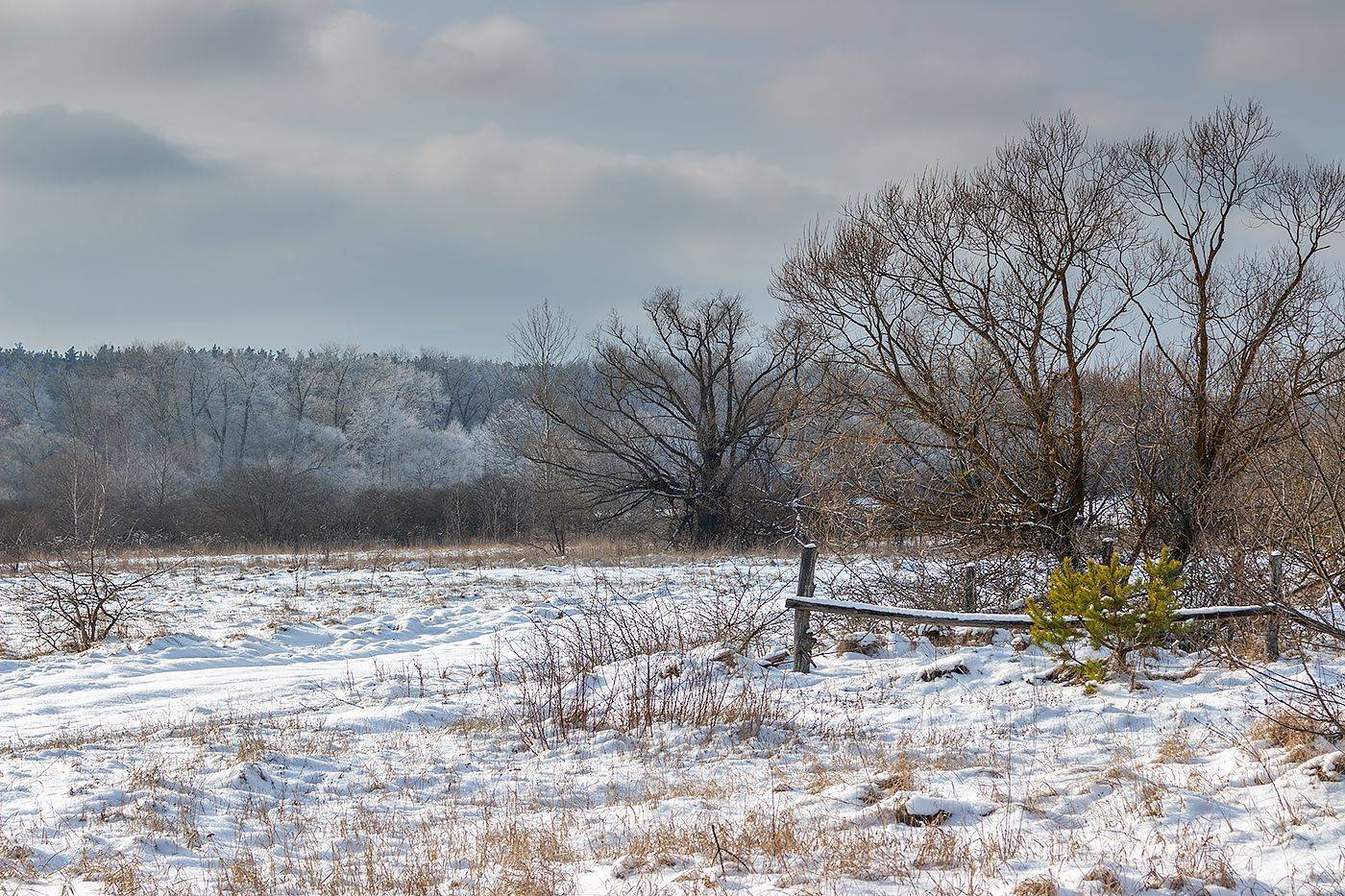 лес, деревья, зима, иней, природа, Востриков Руслан