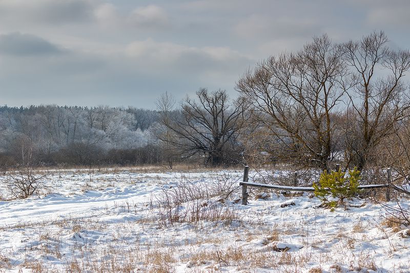 лес, деревья, зима, иней, природа  фото превью