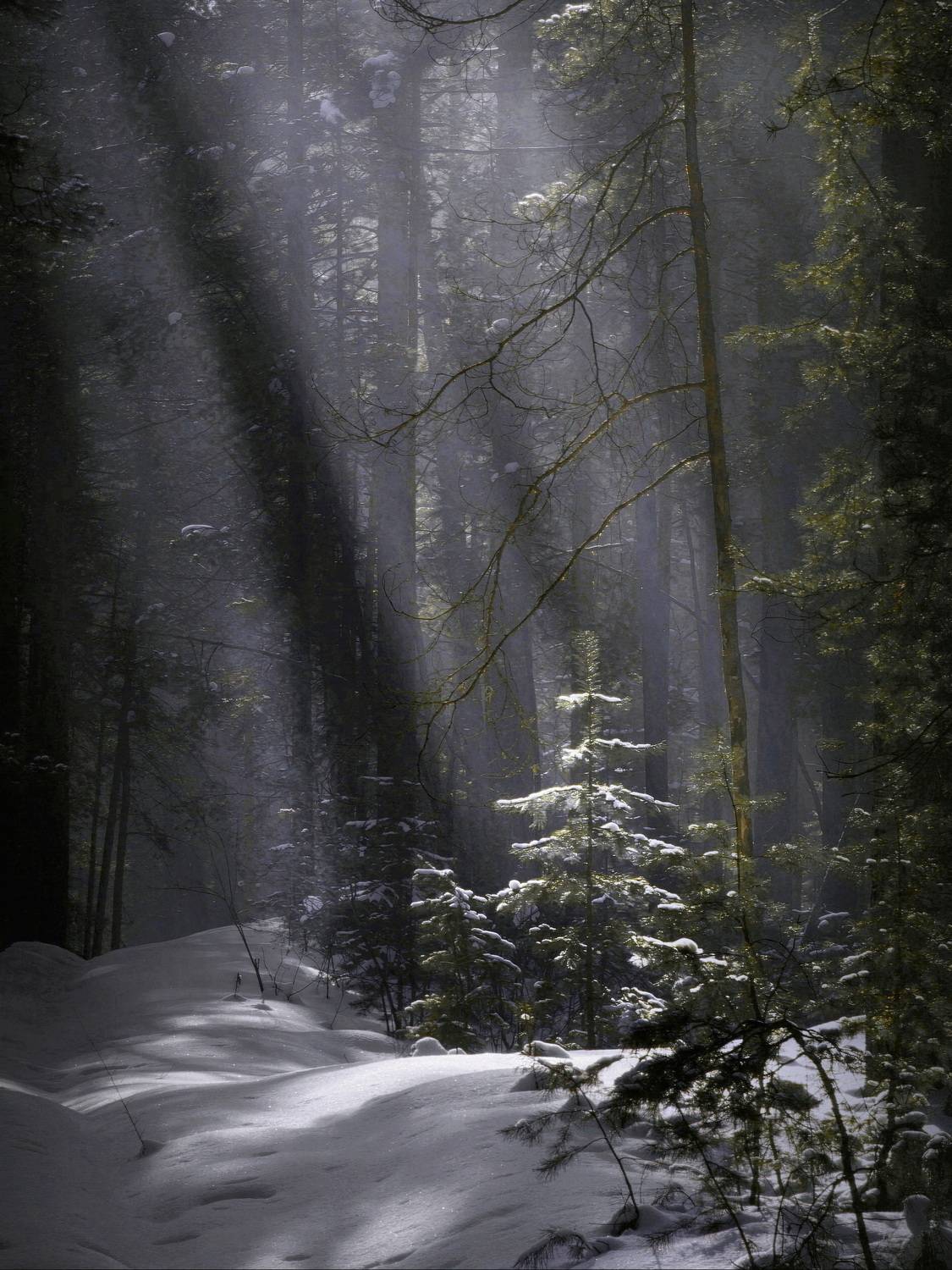 , Кузнецов Дмитрий