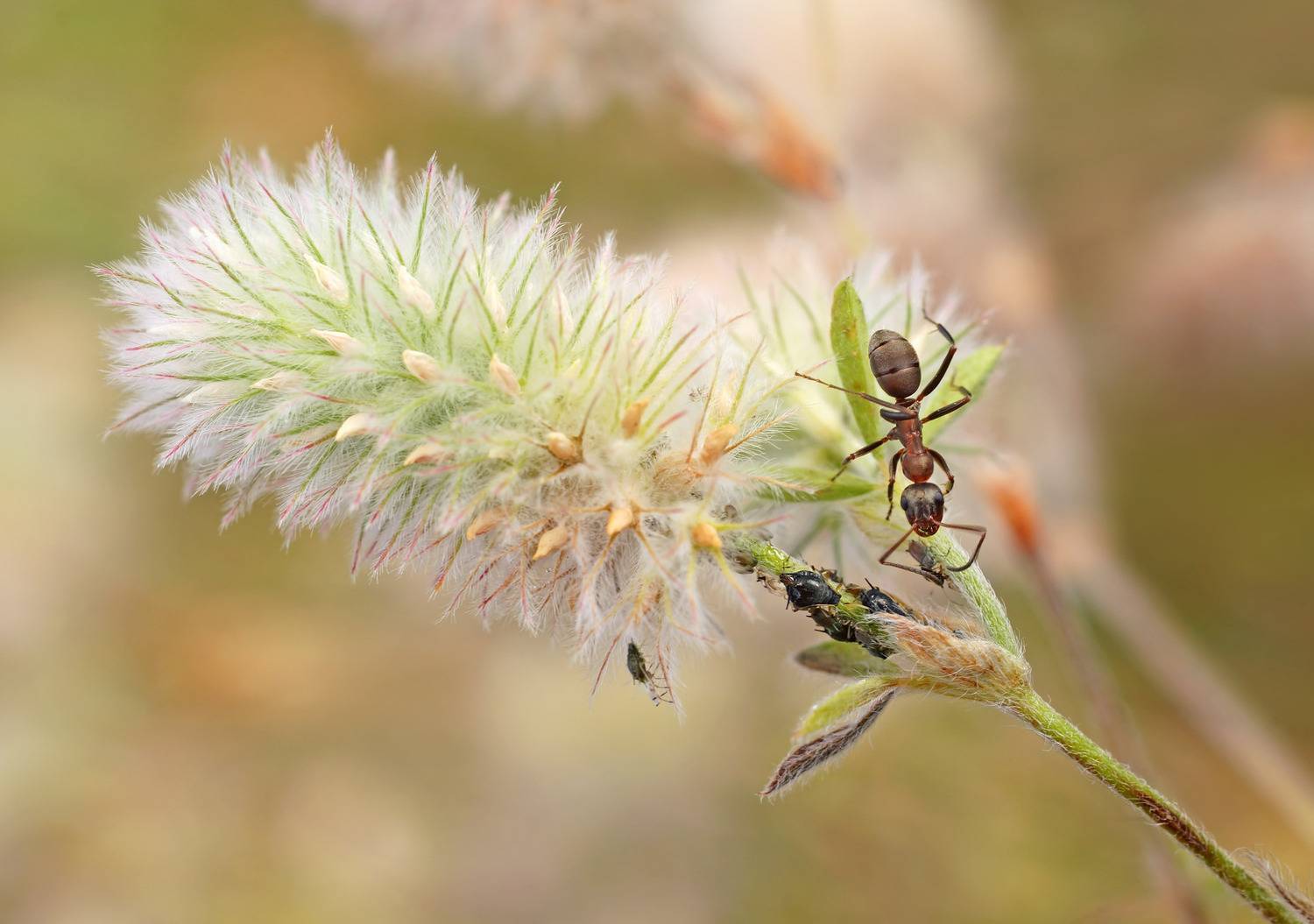 Муровей, тля,, Чепленко Алексей