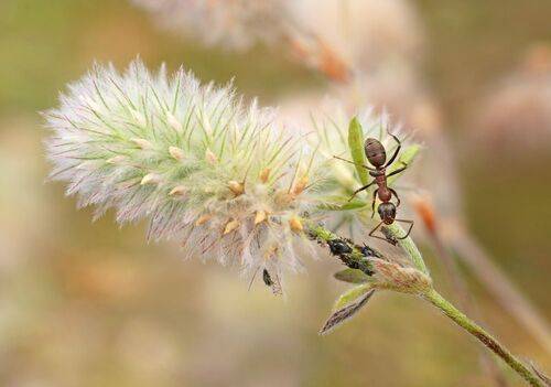 Пастух и стадо