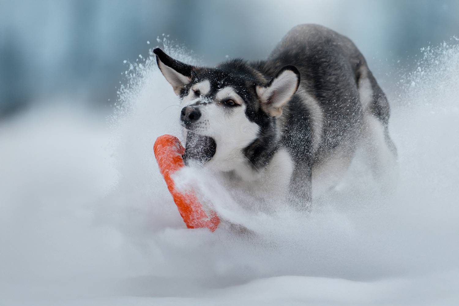 , Светлана Писарева