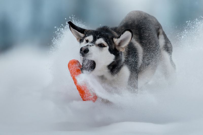 Динамика фото превью