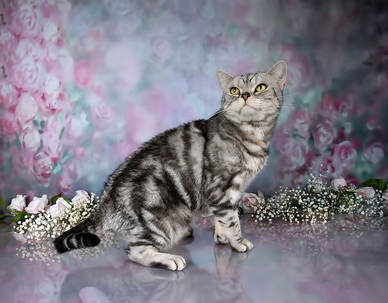 кошка,  сats, домашнии любимцы,  кот, маркиз, матильда,весна, kitten, салли Cats,Spring Time - Котики в Красоте фото превью