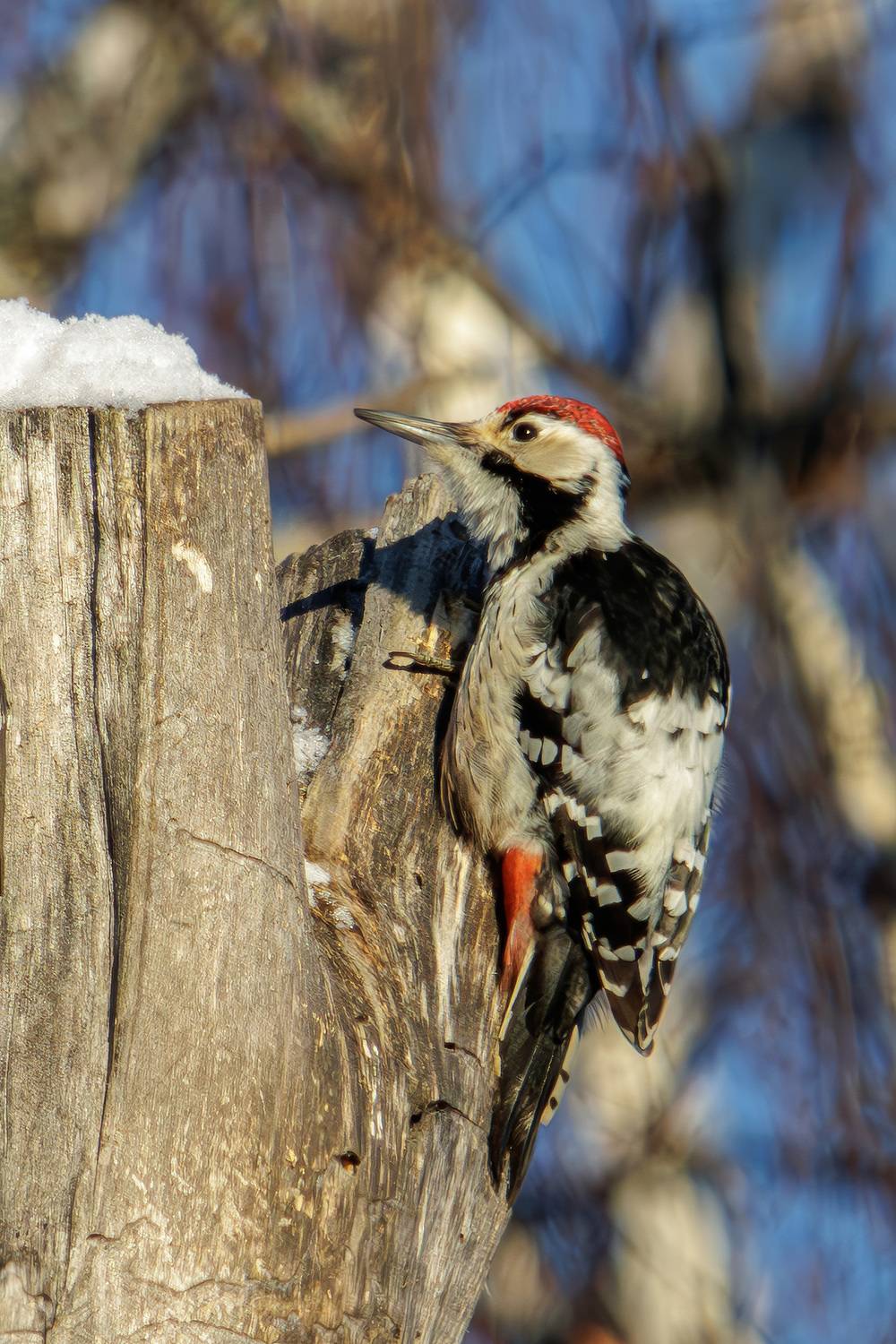 белоспинный дятел, Морозов Сергей