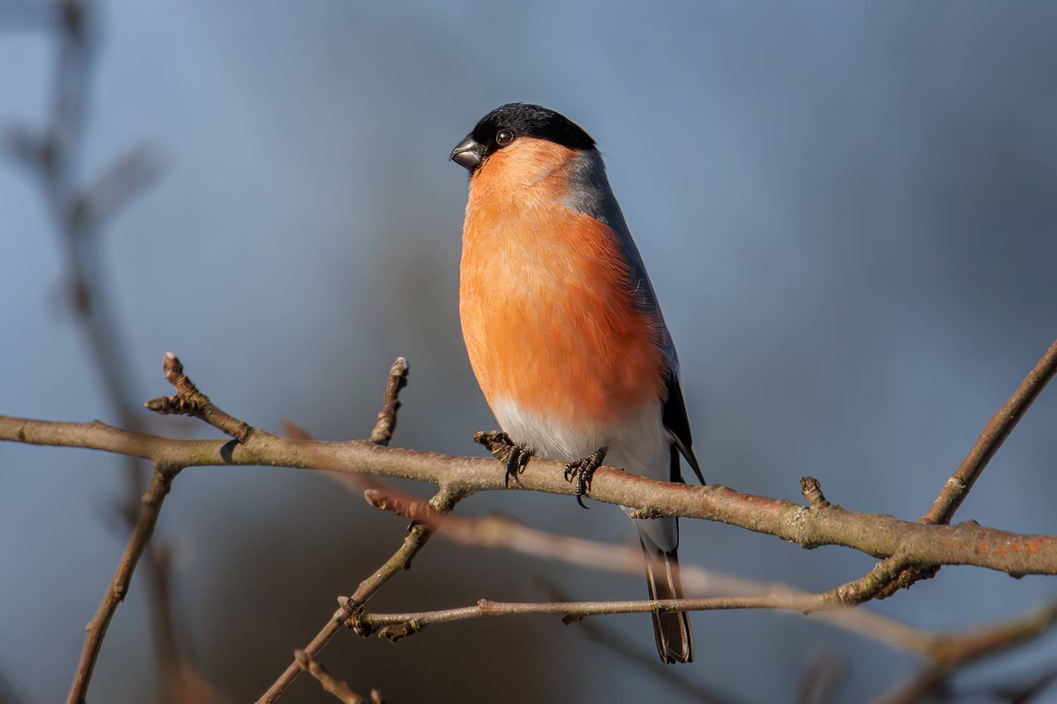 , Морозов Сергей