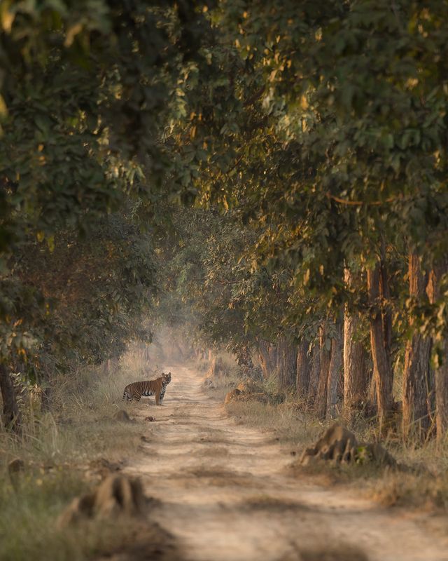 terai, tigers, dudhwa, pilibhit, nature, wildlife Terai Tigers фото превью