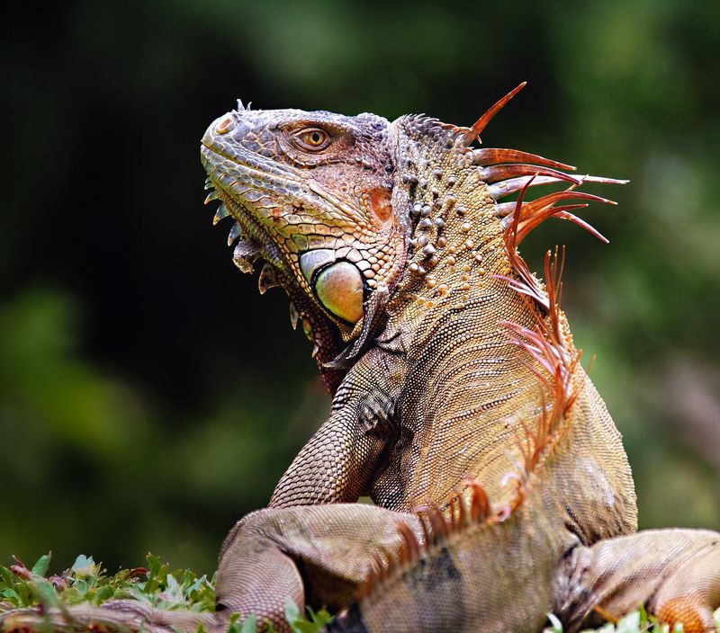 игуана, iguana iguana ВЕТЕРАН ДЖУНГЛЕЙ фото превью