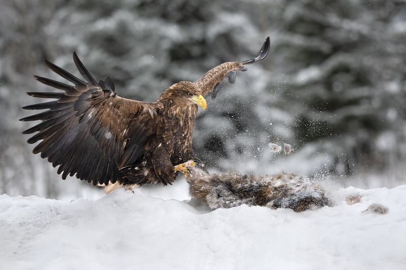 Какие пёрышки, какой носок фото превью