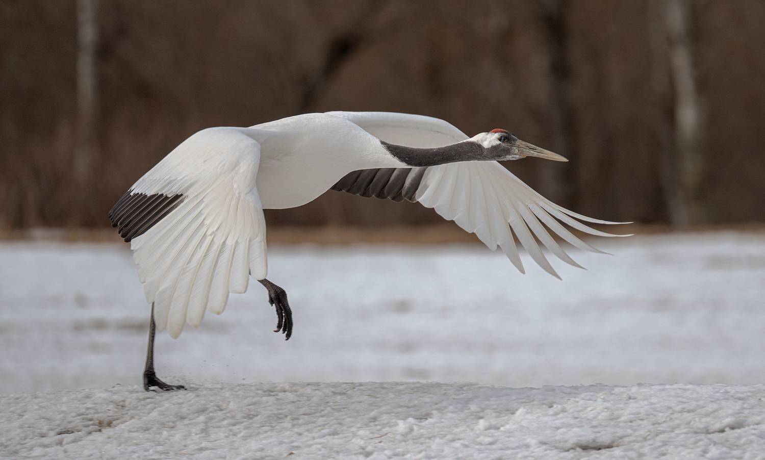 , Vladimir Vorobeychik