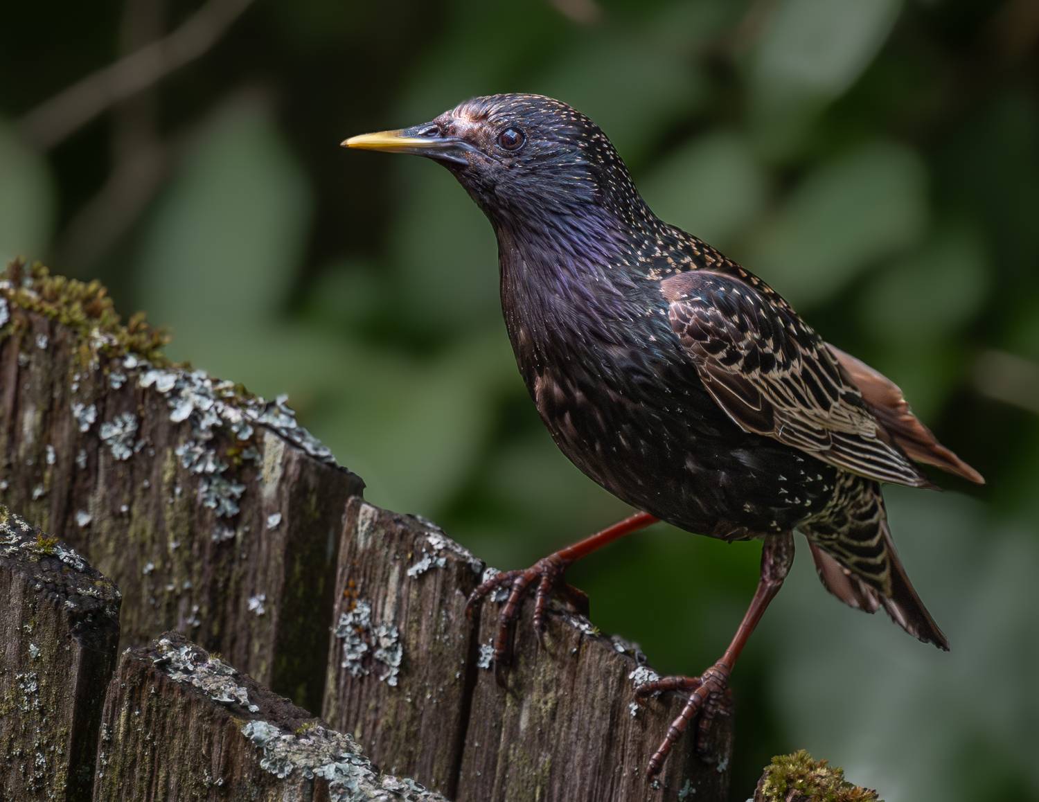 , Курлянцев Алексей