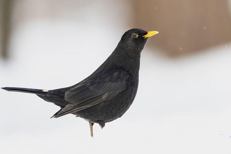 Черный дрозд фото превью