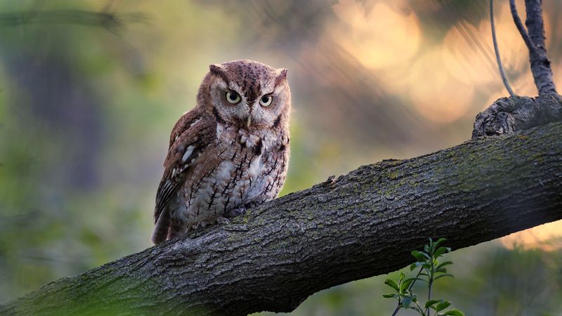 Пернатая кошка фото превью