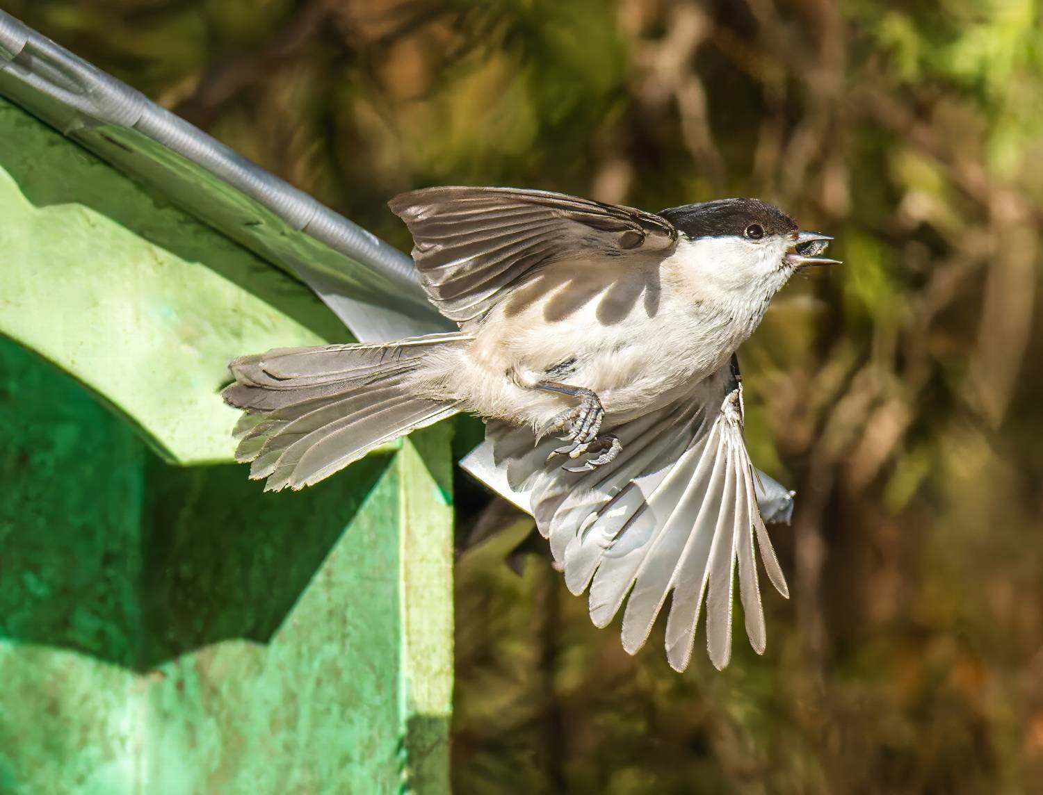 , Дэм Константин