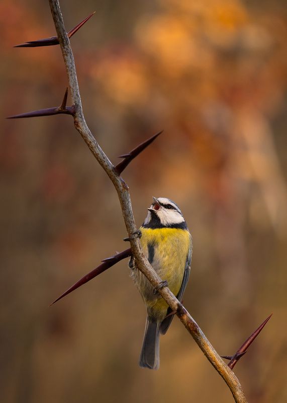 Titmouse фото превью