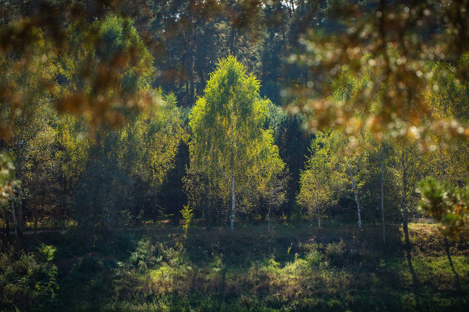 , Бравичева Анастасия