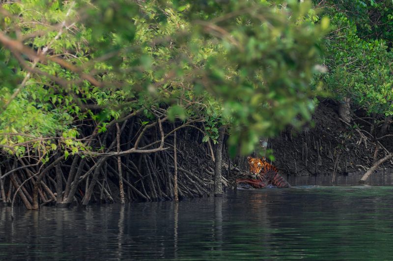 A Bengal tiger emerges from the murky waters фото превью