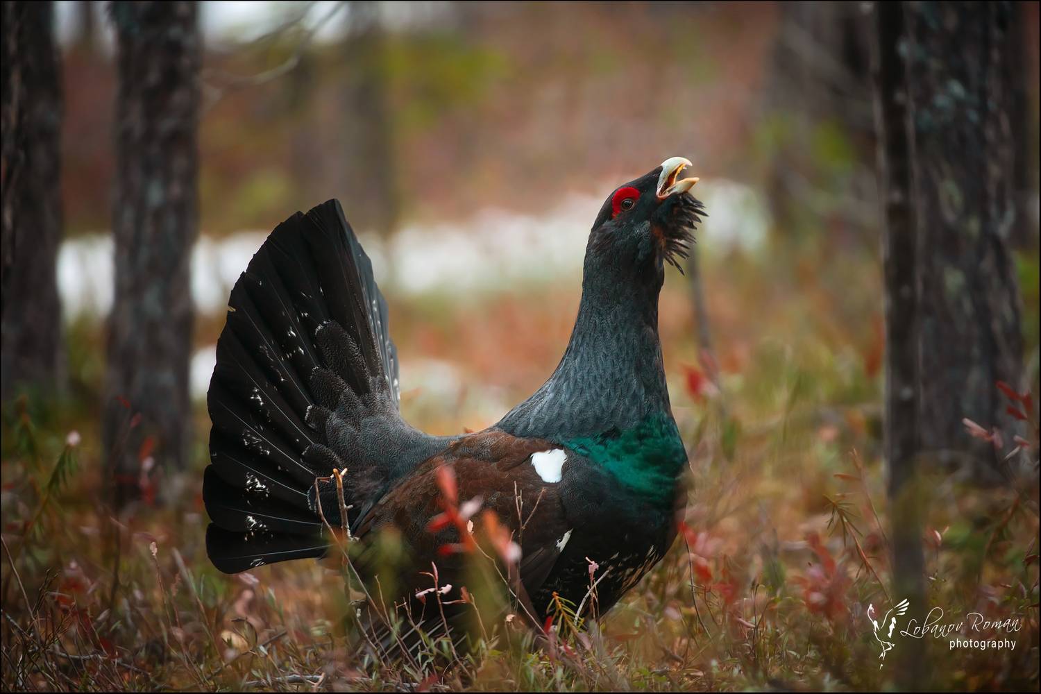 , Лобанов Роман