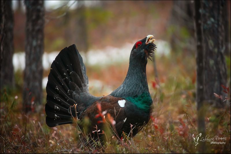 * * * фото превью