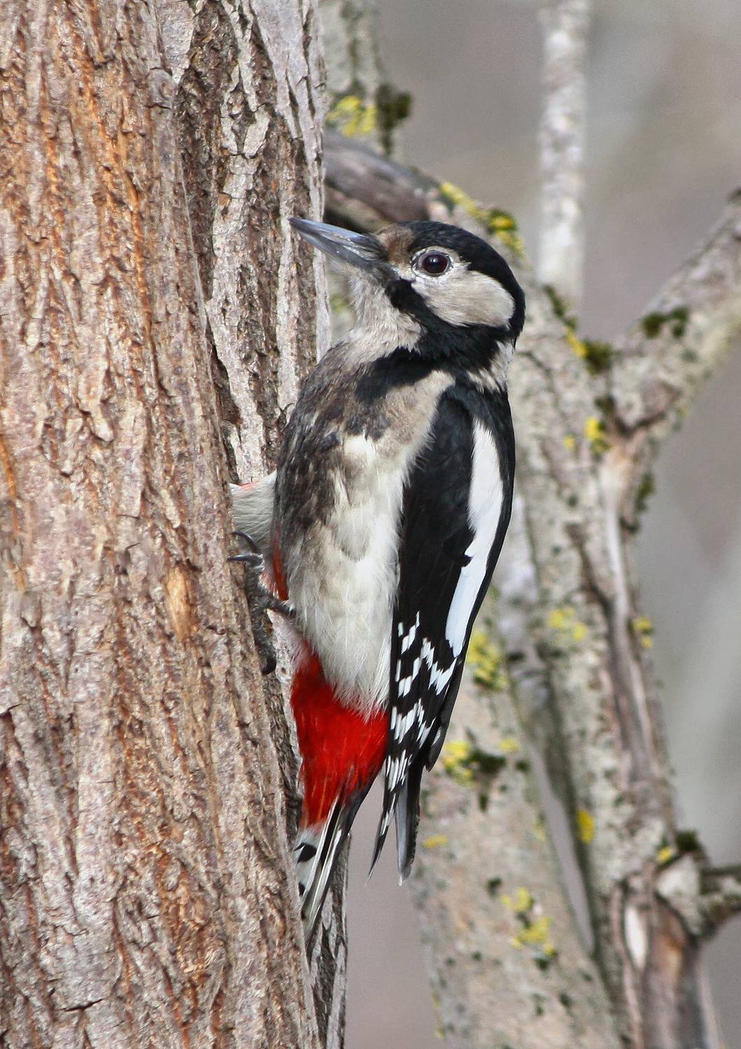 дятел, большой пёстрый дятел, пёстрый дятел, dendrocopos major, КарОл