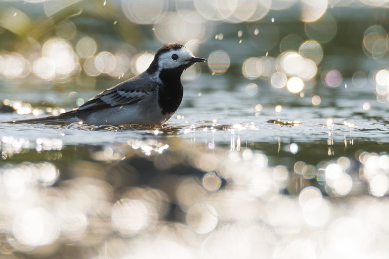 белая трясогузка *** фото превью