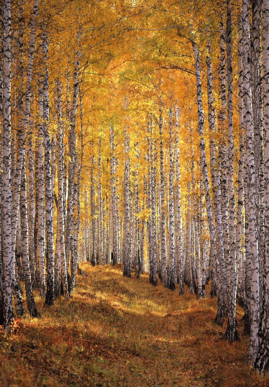 березовый лес, Пермяков Михаил