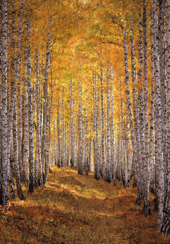 березовый лес Примерно три процента фото превью