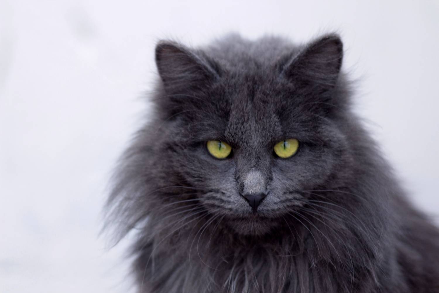 нибелунг - редкая порода котов, Александр Канцур