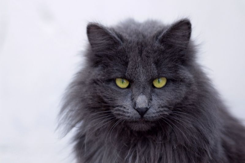 Экспозиция котом! фото превью