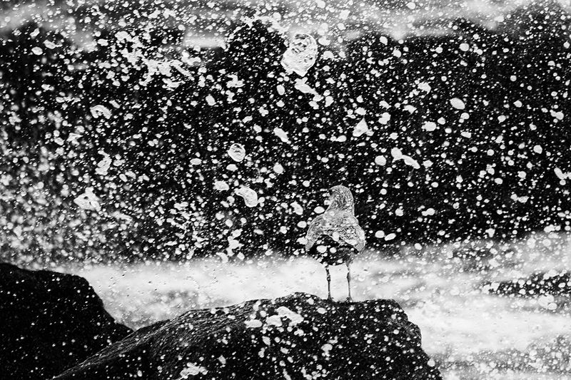 чайка, сизая чайка, балтийское море, светлогорск, калининград, bird, seagull Всплеск моря фото превью